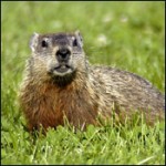 Ulrica Gilda Groundhog