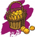 Basket of apricots
