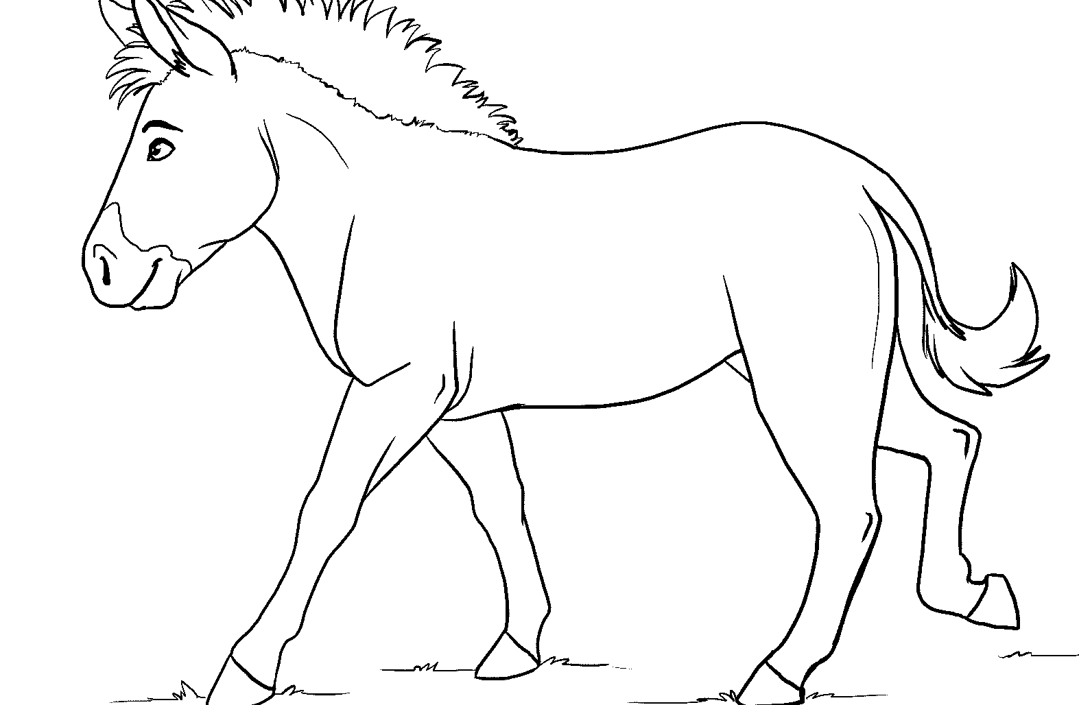 http://www.mammaliandaily.com/wp-content/uploads/2014/11/Zebra-without-stripes.jpg